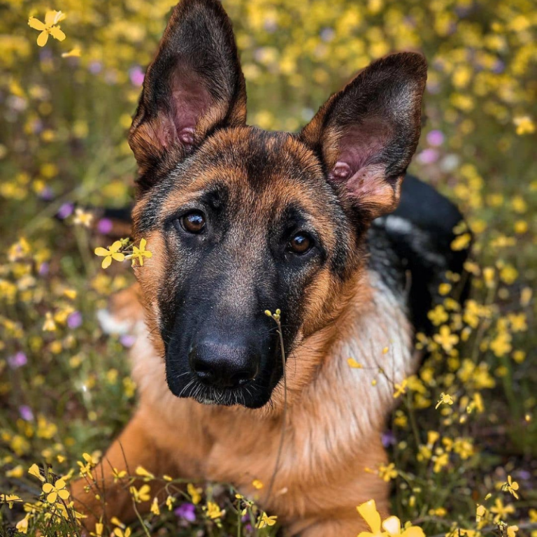 Top 10 Best Looking Dog Breeds in the World