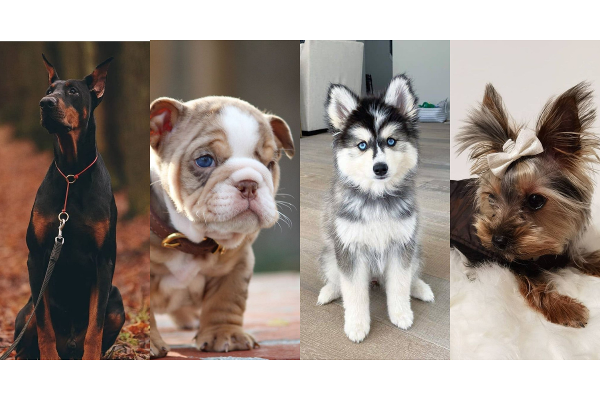 best looking dog breeds in the world
